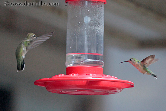 humming-bird-04.jpg