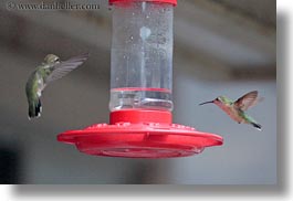 america, birds, hells canyon, horizontal, humming, idaho, north america, united states, photograph