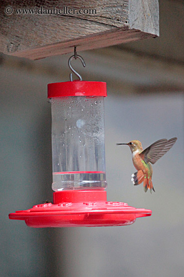 humming-bird-05.jpg