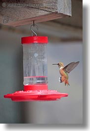 america, birds, hells canyon, humming, idaho, north america, united states, vertical, photograph