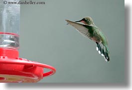 america, birds, hells canyon, horizontal, humming, idaho, north america, united states, photograph