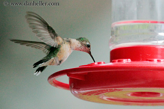 humming-bird-09.jpg