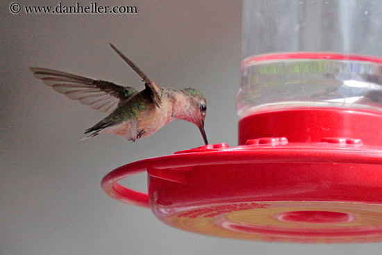 humming-bird-10.jpg
