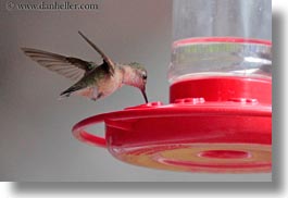 america, birds, hells canyon, horizontal, humming, idaho, north america, united states, photograph