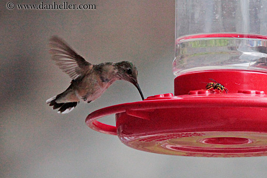 humming-bird-11.jpg