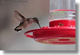 america, birds, hells canyon, horizontal, humming, idaho, north america, united states, photograph