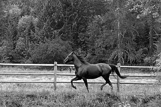 horse-4bw.jpg