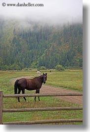 america, animals, fences, horses, idaho, nature, north america, plants, red horse mountain ranch, structures, trees, united states, vertical, photograph
