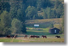 america, animals, fields, horizontal, horses, idaho, nature, north america, plants, red horse mountain ranch, trees, united states, photograph