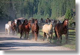 america, animals, horizontal, horses, idaho, nature, north america, plants, red horse mountain ranch, running, trees, united states, photograph