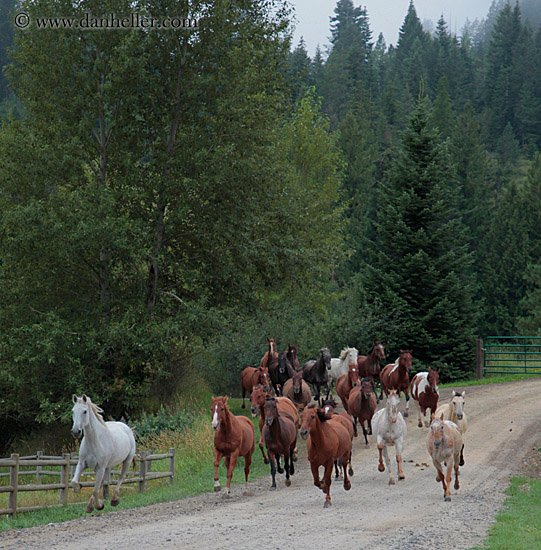 horses-running-3.jpg