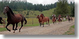 america, animals, horizontal, horses, idaho, nature, north america, panoramic, plants, red horse mountain ranch, running, trees, united states, photograph