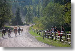 america, animals, fences, horizontal, horses, idaho, nature, north america, people, plants, red horse mountain ranch, structures, trees, united states, watching, photograph