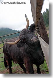 images/UnitedStates/Idaho/RedHorseMountainRanch/Animals/Miscellaneous/scottish-cattle-3.jpg