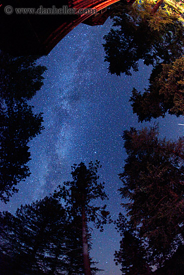 trees-n-milky-way-8.jpg