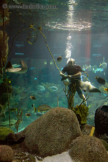 aquarium-diver.jpg