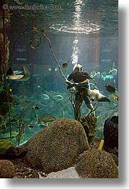 america, aquarium, chicago, diver, illinois, north america, scuba diver, united states, vertical, water, photograph