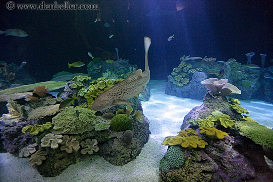 aquarium-shark.jpg