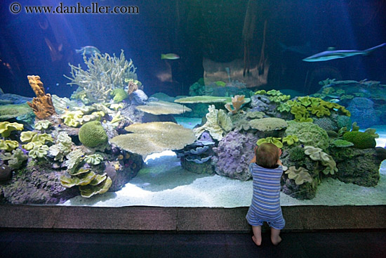 baby-viewing-sharks-1.jpg