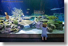 america, aquarium, babies, chicago, fish, horizontal, illinois, north america, sharks, united states, viewing, water, photograph