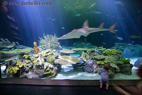 baby-viewing-sharks-2.jpg