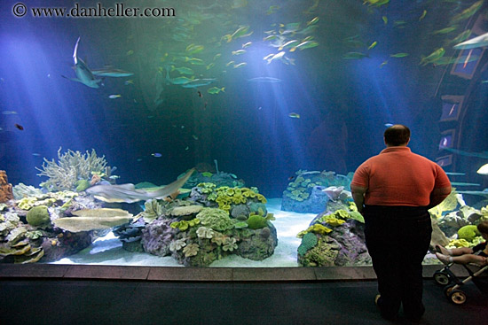people-viewing-aquarium-01.jpg