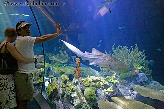 people-viewing-aquarium-02.jpg