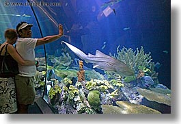 america, aquarium, chicago, couples, fish, horizontal, illinois, north america, people, united states, viewing, water, photograph