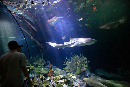 people-viewing-aquarium-03.jpg