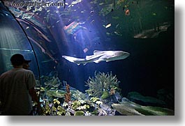 america, aquarium, chicago, fish, horizontal, illinois, north america, people, united states, viewing, water, photograph