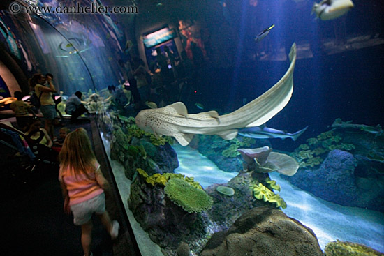people-viewing-aquarium-04.jpg