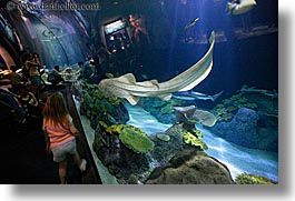 america, aquarium, chicago, childrens, fish, horizontal, illinois, north america, people, united states, viewing, water, photograph