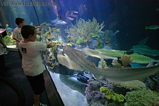 people-viewing-aquarium-05.jpg