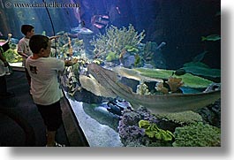 america, aquarium, chicago, childrens, fish, horizontal, illinois, north america, people, united states, viewing, water, photograph