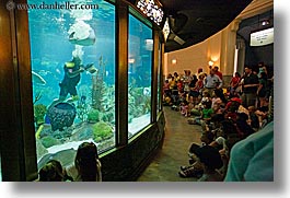 america, aquarium, chicago, fish, horizontal, illinois, north america, people, united states, viewing, water, photograph