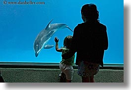 america, aquarium, chicago, fish, horizontal, illinois, north america, people, silhouettes, united states, viewing, water, photograph