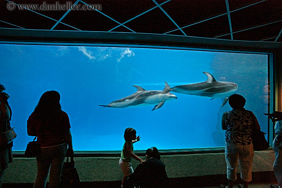 people-viewing-aquarium-08.jpg