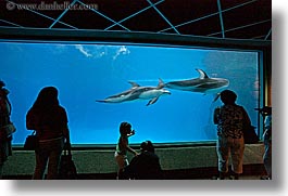 america, aquarium, chicago, fish, horizontal, illinois, north america, people, silhouettes, united states, viewing, water, photograph