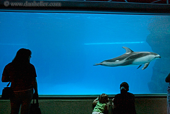 people-viewing-aquarium-09.jpg