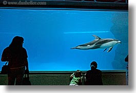 america, aquarium, chicago, fish, horizontal, illinois, north america, people, silhouettes, united states, viewing, water, photograph