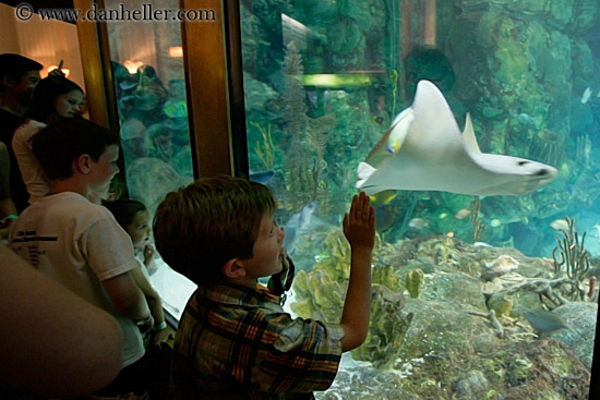 people-viewing-aquarium-11.jpg