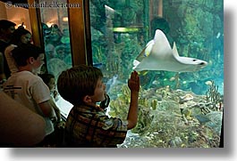 america, aquarium, chicago, childrens, fish, horizontal, illinois, north america, people, united states, viewing, water, photograph