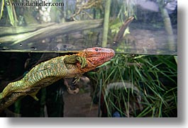 america, aquarium, chicago, horizontal, iguanas, illinois, north america, swimming, united states, water, photograph