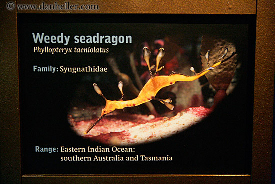 weedy-seadragon-sign.jpg
