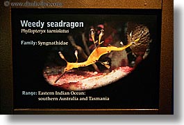 america, aquarium, chicago, horizontal, illinois, north america, seadragon, signs, united states, weedy, photograph