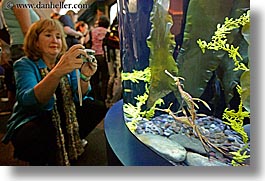 america, aquarium, chicago, horizontal, illinois, north america, photographers, seadragon, tourists, united states, water, weedy, womens, photograph