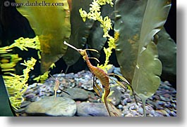 america, aquarium, chicago, fish, horizontal, illinois, north america, seadragon, united states, water, weedy, photograph