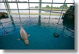 america, aquarium, chicago, fish, horizontal, illinois, north america, united states, water, whale, white, photograph