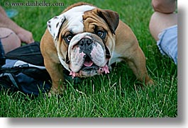 america, blues festival, bulldogs, chicago, dogs, horizontal, illinois, north america, united states, photograph