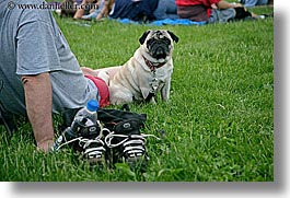 america, blues festival, chicago, dogs, horizontal, illinois, north america, pug, united states, photograph